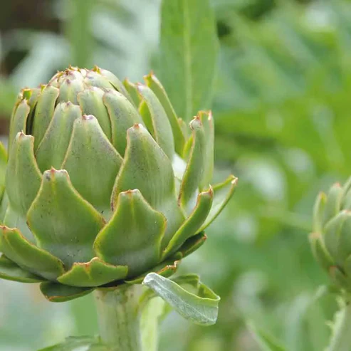 Plant d'Artichaut – Image 2