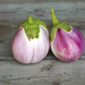 Plan d'Aubergine