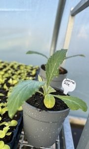Plant d'Artichaut
