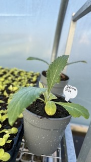 Plant d'Artichaut