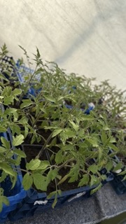 Plant de Tomate – Image 2