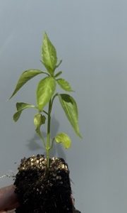 Plant de Poivron