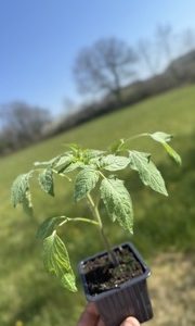 Plant de Tomate