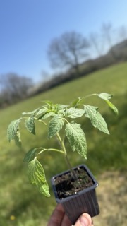 Plant de Tomate