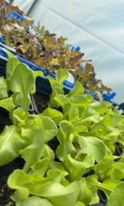 Plant de salade