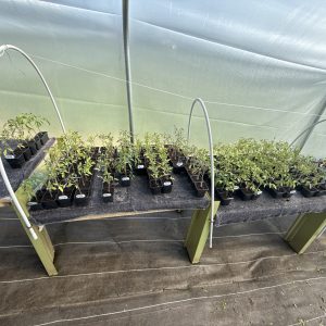 Plants potagers