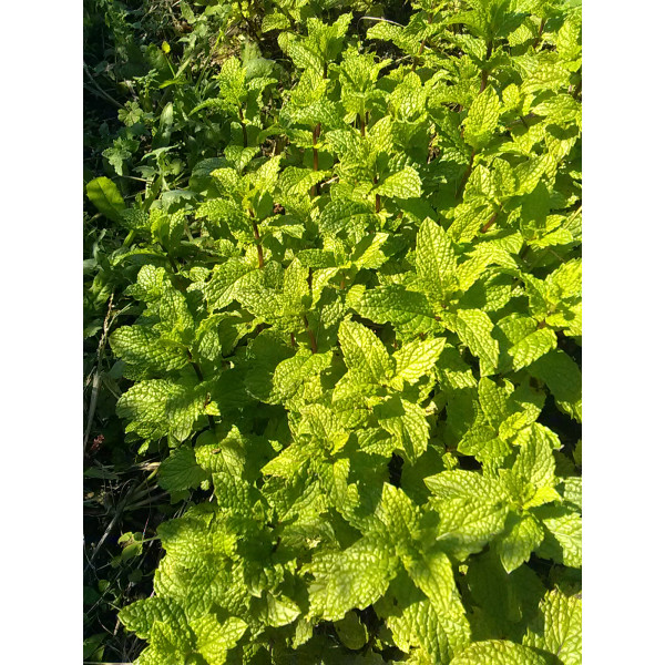 Menthe Spicata