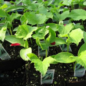 Plant de Concombre