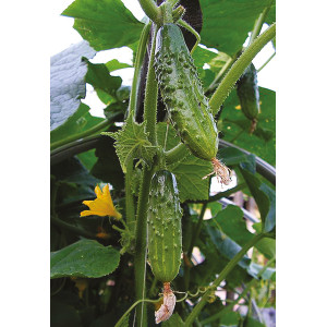 Plant de Cornichon