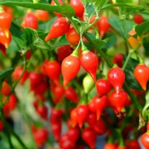 Plant de Piment