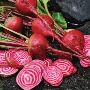 Plant de Betterave
