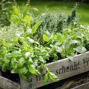 Plantes aromatiques