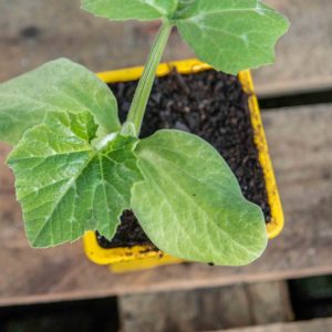 Plant de Courgette