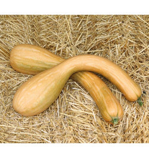 Plants de Courges