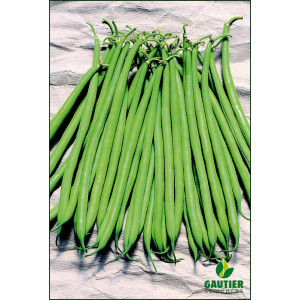 Plant de Haricot