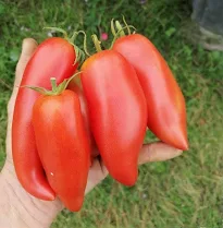 Plant de Tomate – Image 4