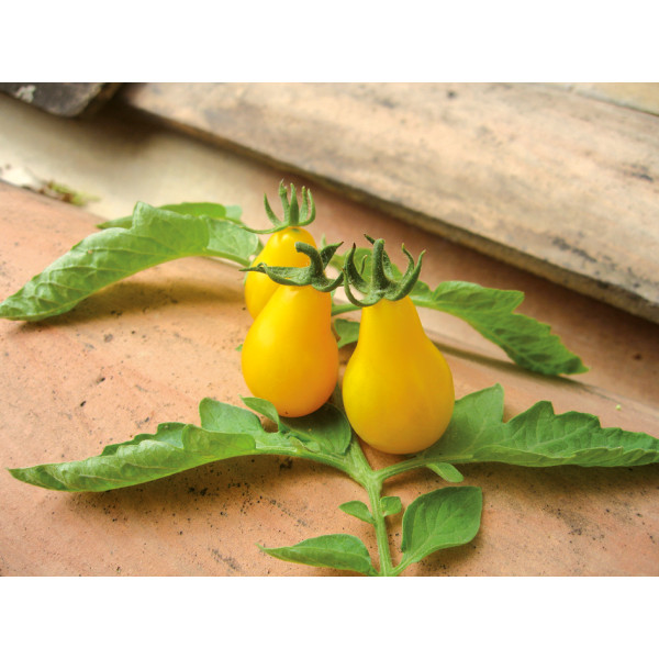 Plant de Tomate – Image 5