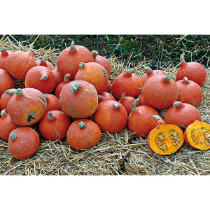 Potimarron BIO