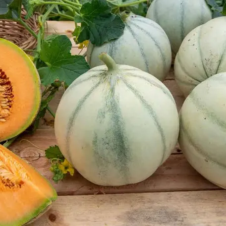 Melon Charentais BIO