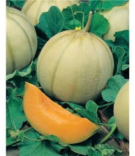 Melon Charentais BIO – Image 3