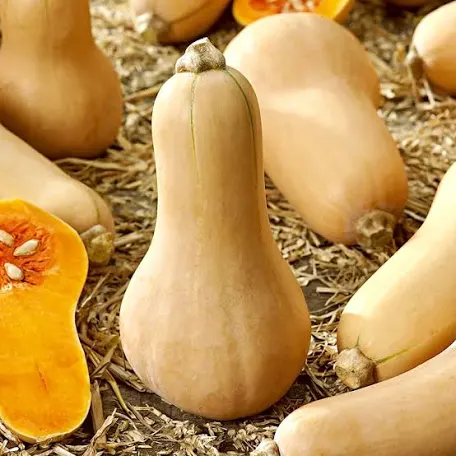 Butternut BIO
