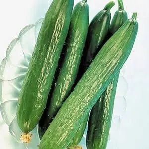 Concombre